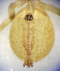 Philodromus praedatus