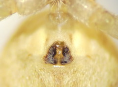 Philodromus praedatus