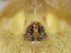 Philodromus praedatus