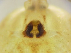 Philodromus praedatus