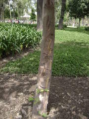 Platanus mexicana