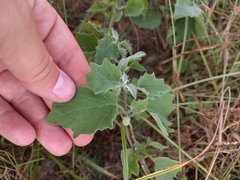 Physalis mollis