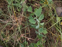Physalis mollis