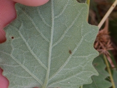Physalis mollis