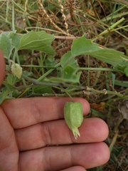 Physalis mollis