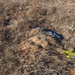 photo of Plains Pocket Gopher (Geomys bursarius)