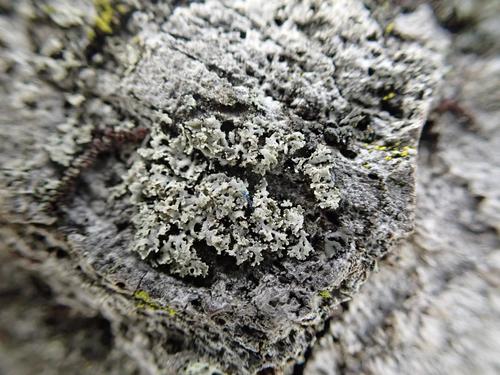 rosette lichen