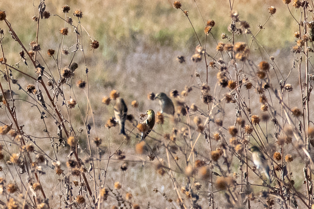Lesser Goldfinch from Pixley National Wildlife Refuge, Tulare