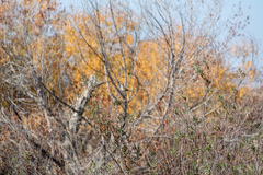 Zonotrichia leucophrys