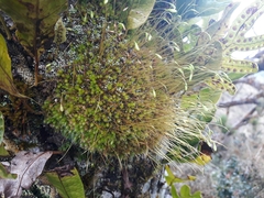 Leptostomum inclinans