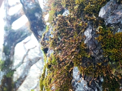 Macromitrium longipes