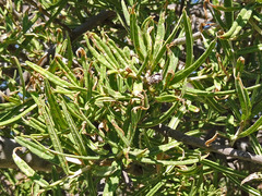 Forchhammeria watsonii