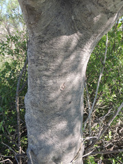 Forchhammeria watsonii