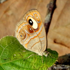 Mycalesis junonia