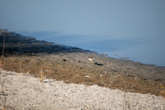 Charadrius vociferus