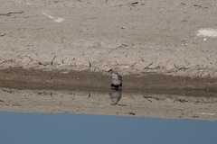 Passerculus sandwichensis