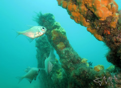 Pempheris compressa