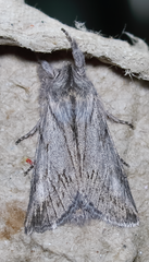 Pleromelloida cinerea