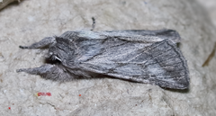 Pleromelloida cinerea