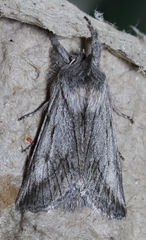 Pleromelloida cinerea