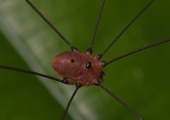 Pseudogagrella splendens