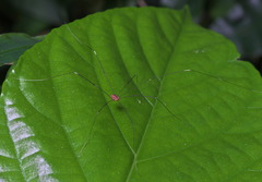 Pseudogagrella splendens