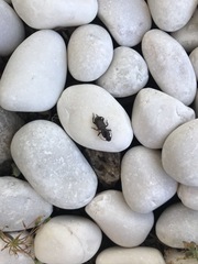 Stenomorphus