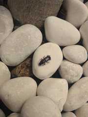 Stenomorphus