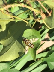 Syrphus ribesii