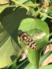 Syrphus ribesii