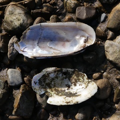 Unionoidea