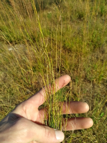 Image of Rhynchospora pusilla by (c) Scott Ward, some rights reserved (CC BY)