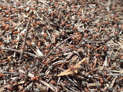Formica obscuripes