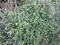 Scandia geniculata