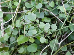 Scandia geniculata