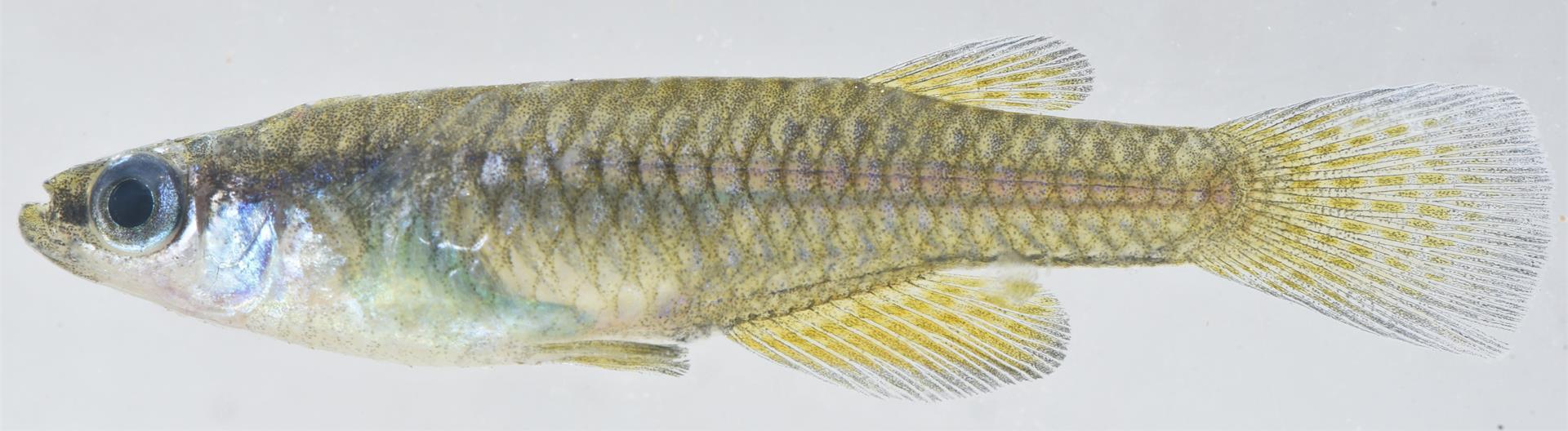 Lacustricola nitidus