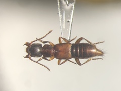 Achenomorphus corticinus