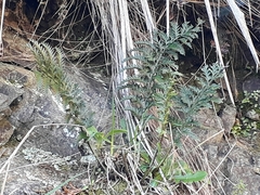 Asplenium appendiculatum