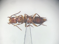 Achenomorphus corticinus