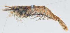 Caridina togoensis