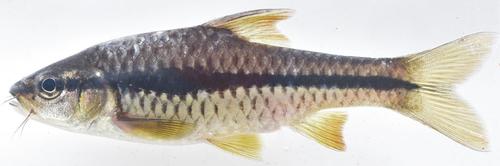 Smallscale barb (Enteromius miolepis) — Cyprinidae — 5
