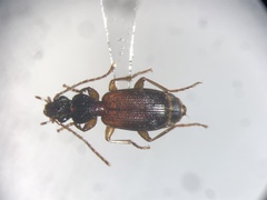 Cymindis neglecta