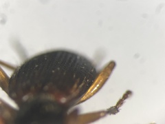 Cymindis neglecta