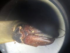 Phyllophaga longispina