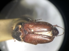 Phyllophaga longispina