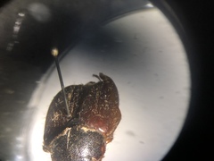 Phyllophaga longispina