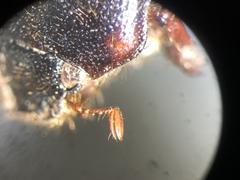 Phyllophaga longispina