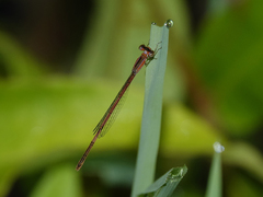Agriocnemis argentea