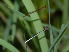 Agriocnemis argentea