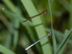 Agriocnemis argentea